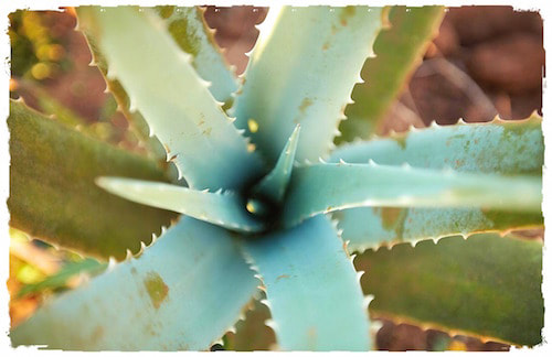 Aloe Vera plant grown and harvested by hand